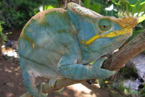 Kameleon parson - wielobarwny tropikalny rezydent